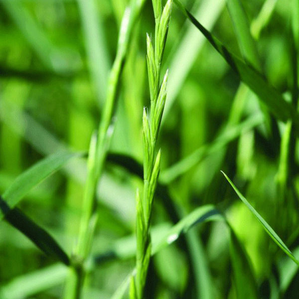 Annual ryegrass (Wimmera ryegrass) is arguably the most important grass weed competing with winter cereal crops in Australia